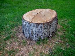 Best Tree Removal  in Anthony, TX