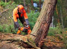 Best Storm Damage Tree Cleanup  in Anthony, TX