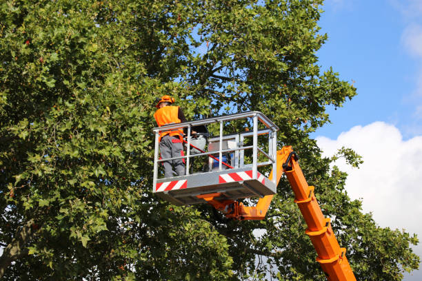 Best Emergency Tree Removal  in Anthony, TX