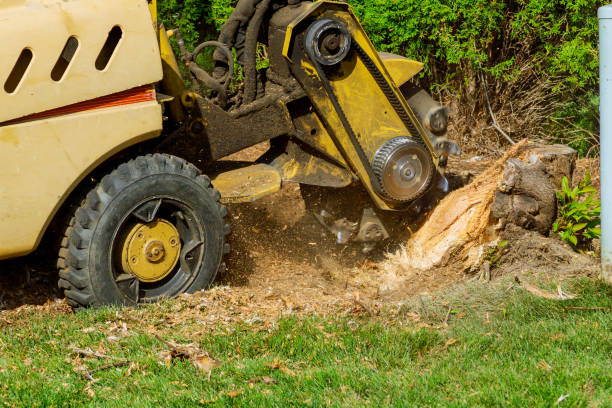 Best Tree Preservation Services  in Anthony, TX