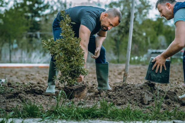 Professional Tree Services in Anthony, TX