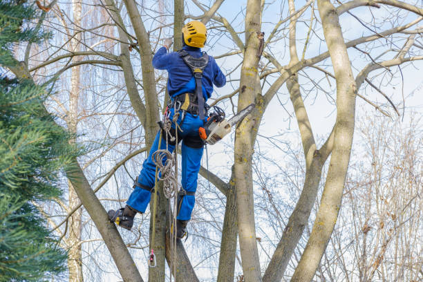  Anthony, TX Tree Services Pros