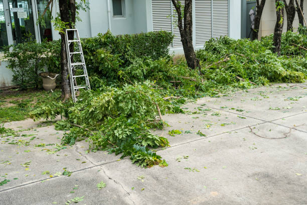 Best Lawn Edging  in Anthony, TX