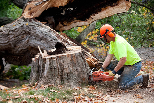 Best Hazardous Tree Removal  in Anthony, TX
