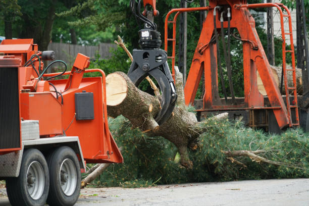 Best Emergency Tree Removal  in Anthony, TX