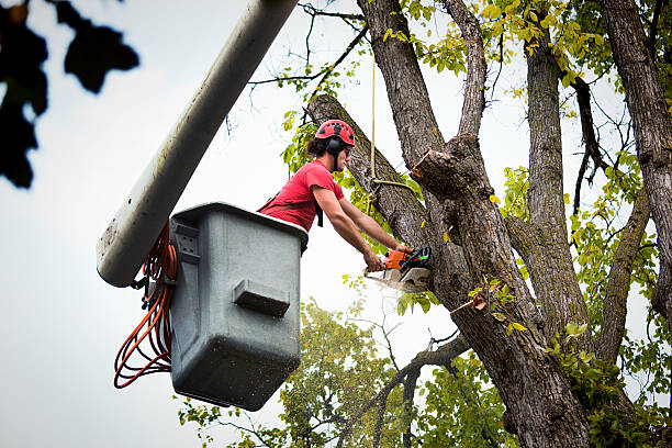 Best Commercial Tree Services  in Anthony, TX